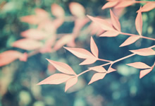 鹿岛神台收山扎克帅气主控欲先手必然得先长输出劲力